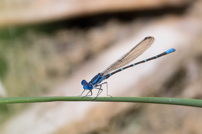 Blue-ringed Dancer